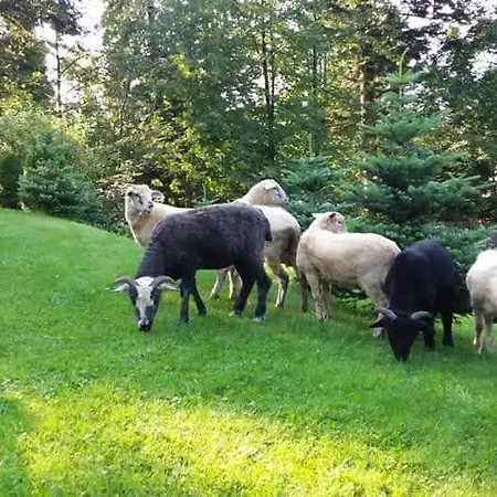 Sopalowka * コシチェリスコ